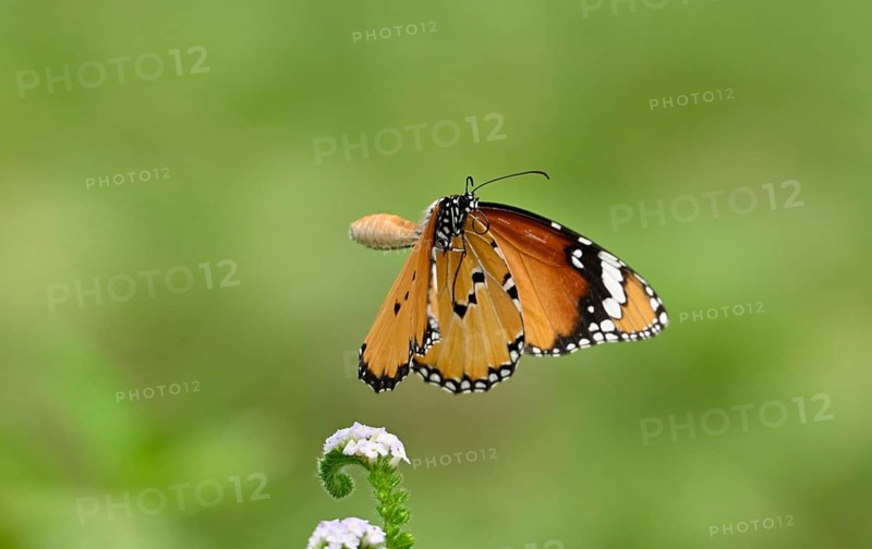 Plain Tiger butterfly (Danaus chrysippus), Sreepur, Gazipur, Bangladesh