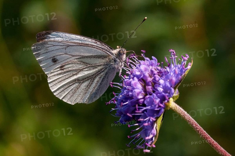 Green-veined white, green vein whitening, Pieris napi, rapeseed whitling, butterfly, insects, butterfly, butterflies