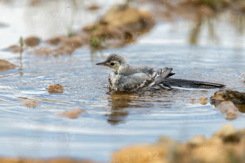 Wagtail, Motacilla Alba, White Wagtail, Bath, Bird Bath, Birds, Adolescent, Juvenile, Passeri, Songbirds, Potion, Birdbath, Birds, Watering Place