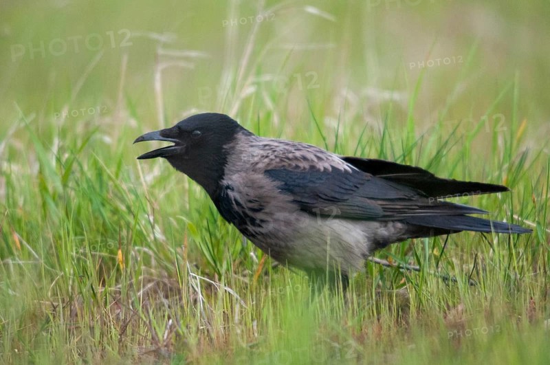 Brandenburg, Corvus Cornix, Germany, hooded crow, national natural heritage, natural paradise Grünhaus, fog crow, post-mining landscape, birds, call, corvidae family of birds, green house, passeri, corvids, call, songbirds, birds