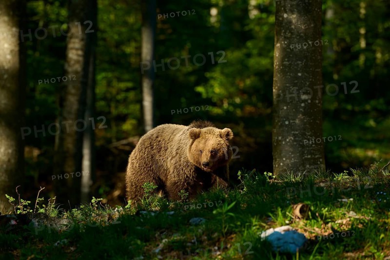 A brown bear stands in a semi-shaded forest with sunlight in its natural habitat, European brown bear (Ursus arctos), Slovenia