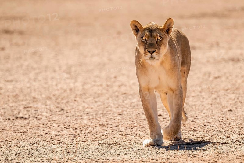 Lioness (Panthera leo) walking towards camera, Kgalagadi Transfrontier National Park, Northern Cape, South Africa