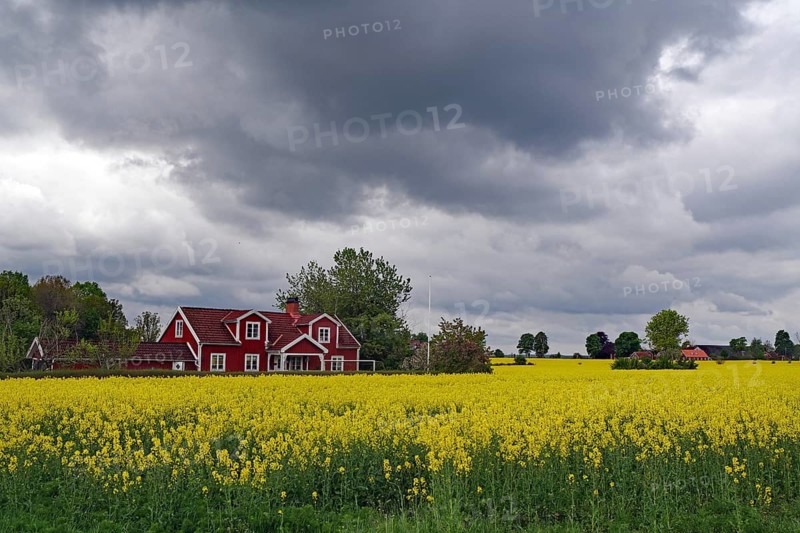 Rape field with a red house in the background under threatening clouds, Banevalleleden, Asnen, Sweden