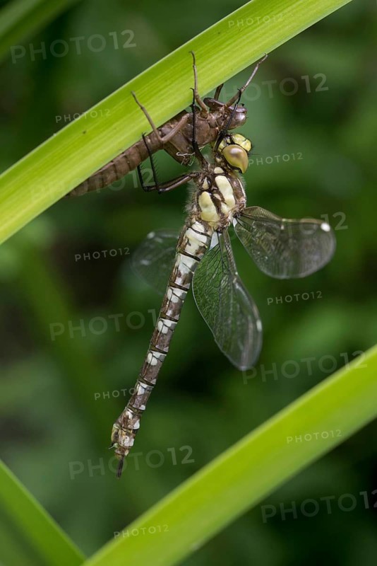 Aeshna cyanea, blue-green mosaic maiden, southern hawker, anisoptera, damselflies, dragonflies, exuvia, hatching, high size, portrait format, insects, dragonflies, odonata, hatching