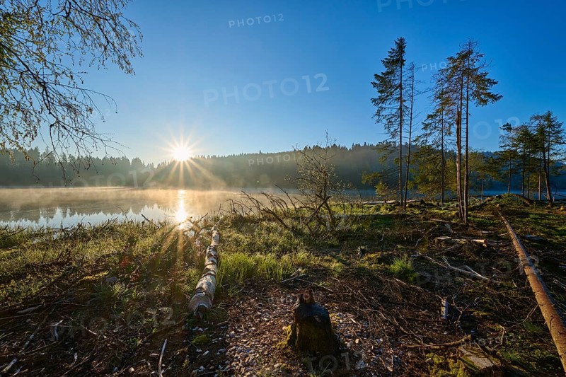 Morning fog and sunlight create a peaceful atmosphere at a lake surrounded by trees, Windgfällweiher, Lenzkirch, Black Forest, Breisgau Hochschwarzwald, Baden-Württemberg, Germany