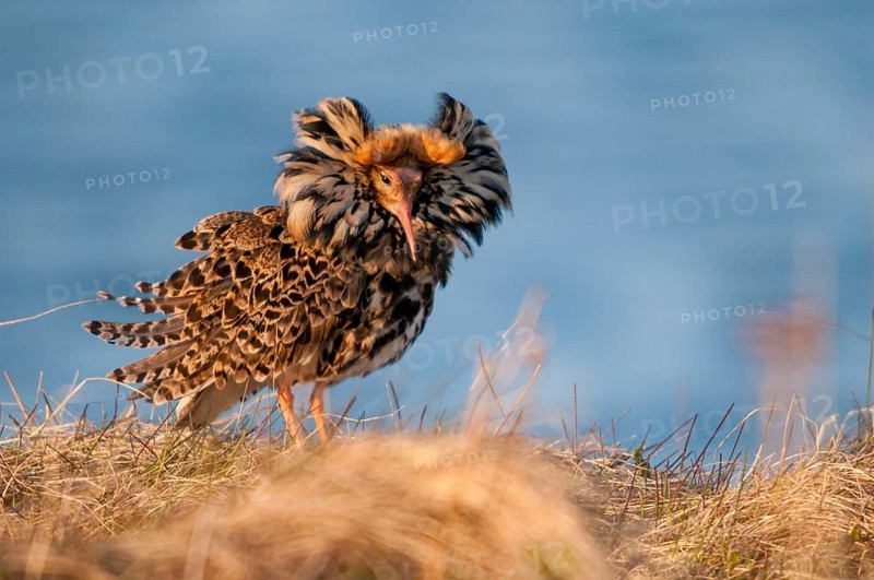 Calidris Pugnax, fighter runner, Norway, Philomachus Pugnax, ruff, varanger, courtship, courtship behavior, birds, charadriiformes, courtship display, limikolen, male, snipe birds, scolopacidae, birds, waders, waders, waders