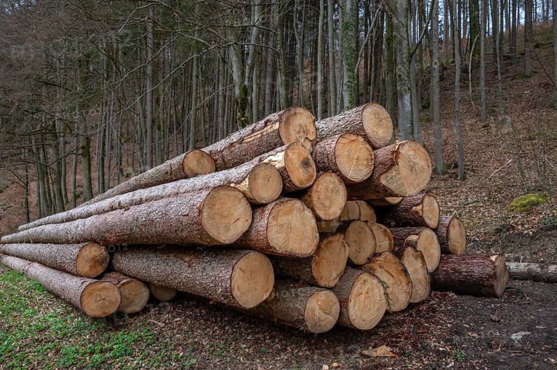 Stacked spruce trunks (Picea), Grossenohe, Upper Franconia, Bavaria, Germany