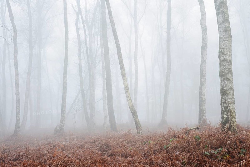 Birch forest and bracken fern (Pteridium aquilinum) with morning fog in winter, North Rhine-Westphalia, Germany