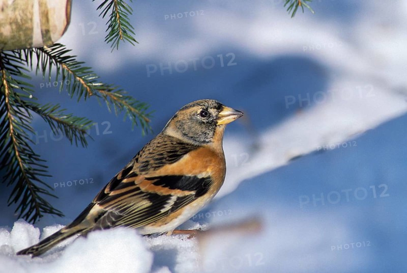 Mountain finch, brambling, fringilla montifringilla, birds, leo, passeri, songbirds, birds, winter