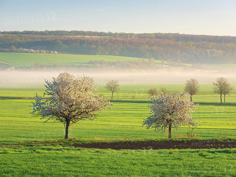 Field landscape in spring, blooming cherry trees and green fields with morning fog in first light, near Freyburg, Saxony-Anhalt, Germany