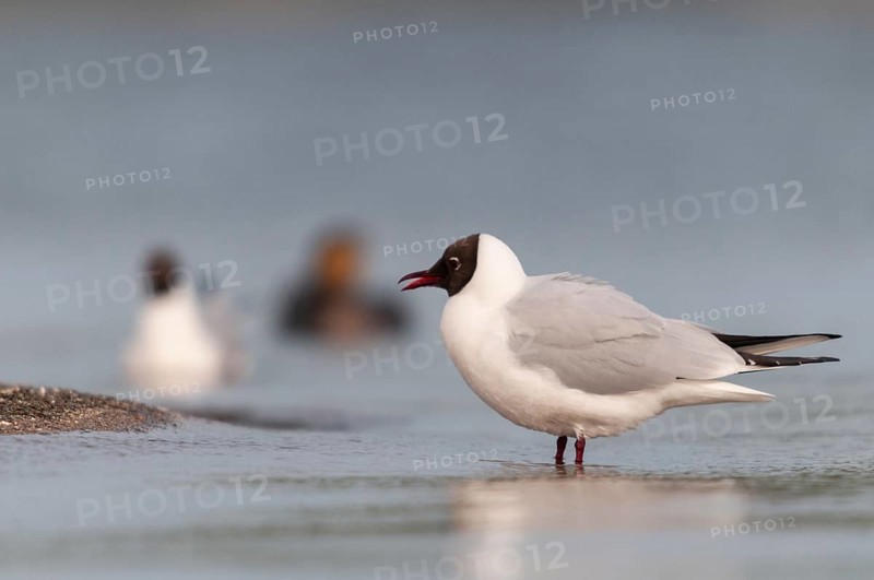 Black-headed gull, Chroicocephalus ridibundus, black-headed gull, Larus ridibundus, adult, birds, charadriiformes, adult, sexually mature, gulls, limicols, seagulls, birds