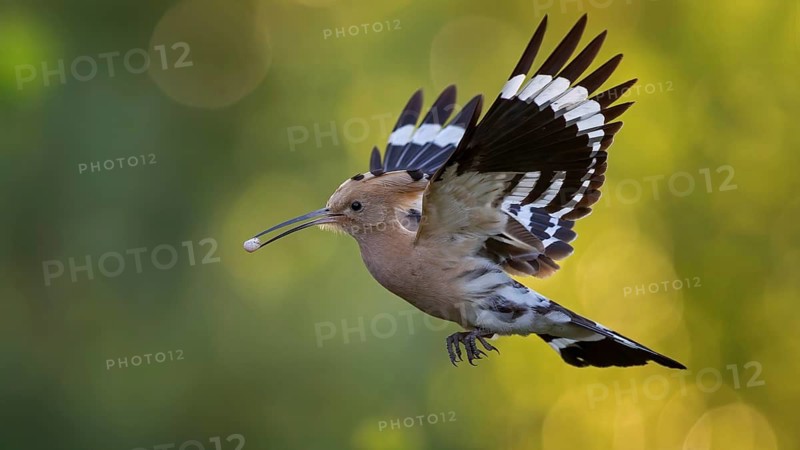 Hoopoe (Upupa epops) Bird of the Year 2022, male bringing food for the female, courtship gift, prey, foraging, in flight, sunrise, interaction, feeding, climate change, Middle Elbe Biosphere Reserve, Saxony-Anhalt, Germany