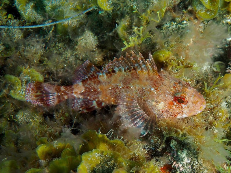 Madeira scorpionfish (Scorpaena maderensis) with colourful markings amongst dense seaweed underwater, Risco Verde dive site, Arinaga, Gran Canaria, Spain, Europe, Atlantic Ocean