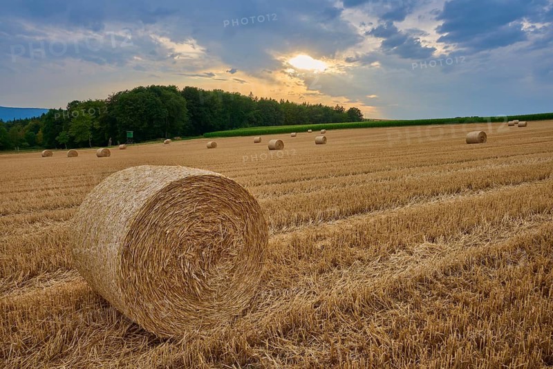 Large hay bale in the foreground, surrounded by several in a field, summer, Reichartshausen, Amorbach, Odenwald, Bavaria, Germany