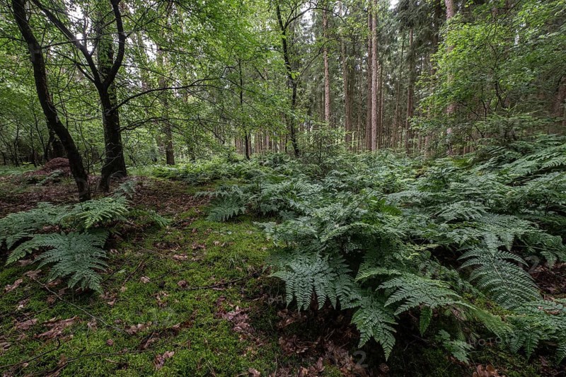 Spiny fern (Dryopteris carthusiana) in the forest, Emsland, Lower Saxony, Germany