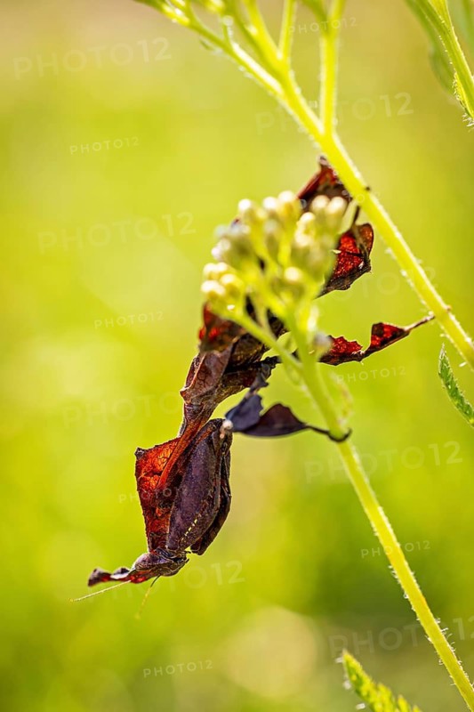 A brown insect is camouflaged on a green plant: a ghost mantis in a meadow near Windhoek in Namibia (Phyllocrania paradoxa)