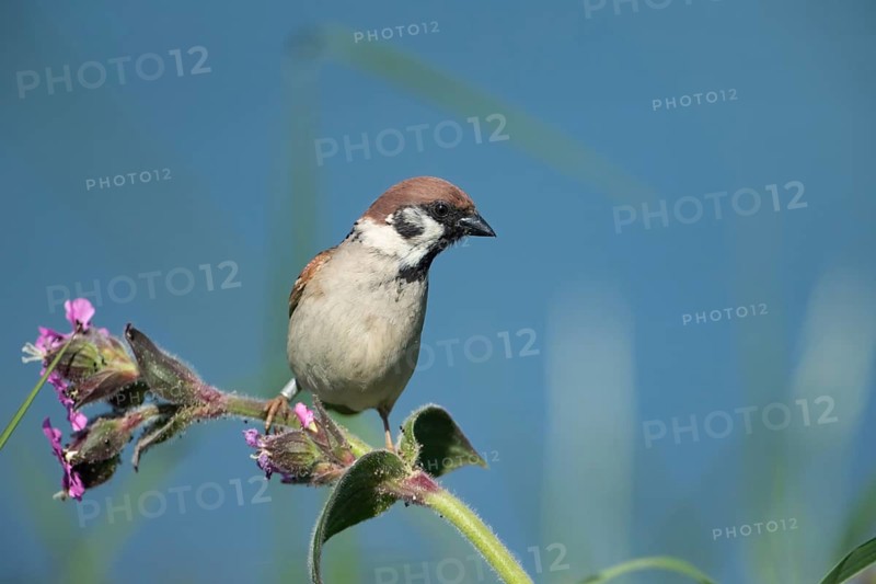 Tree sparrow (Passer montanus) adult bird on a red campion plant stem, England, United Kingdom
