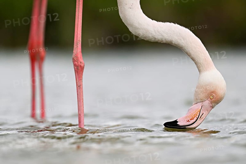 Pink flamingo (Phoenicopterus roseus), standing in the water whilst foraging, Camargue Regional Nature Park, southern France, France
