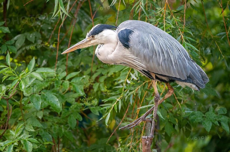 Ardea cinerea, heron, gray heron, birds, ciconiiformes, herons, walking birds, wading birds, birds