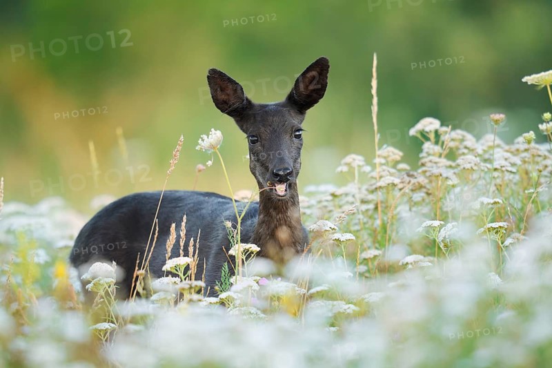 European roe deer (Capreolus capreolus), black roe deer, a doe feeding in a game reserve, Lower Saxony, Germany