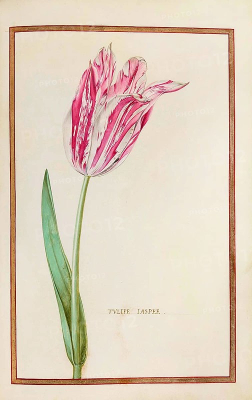 Tulips, Historical, digitally enhanced reproduction from Theatrum florae (1624) by Daniel Rabel (1578 - 1637)