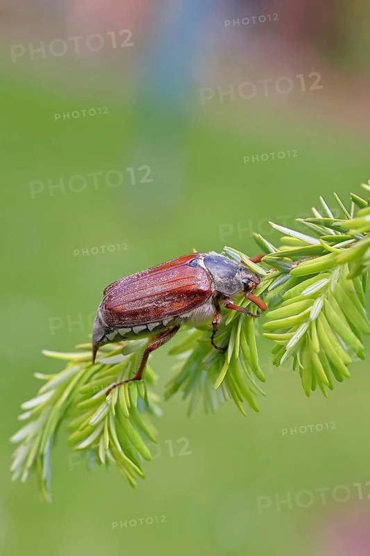 Cockchafer, forest cockchafer (Melolontha hippocastani), male, on a twig of a Tsuga canadensis, close-up, spring, Wilnsdorf, North Rhine-Westphalia, Germany