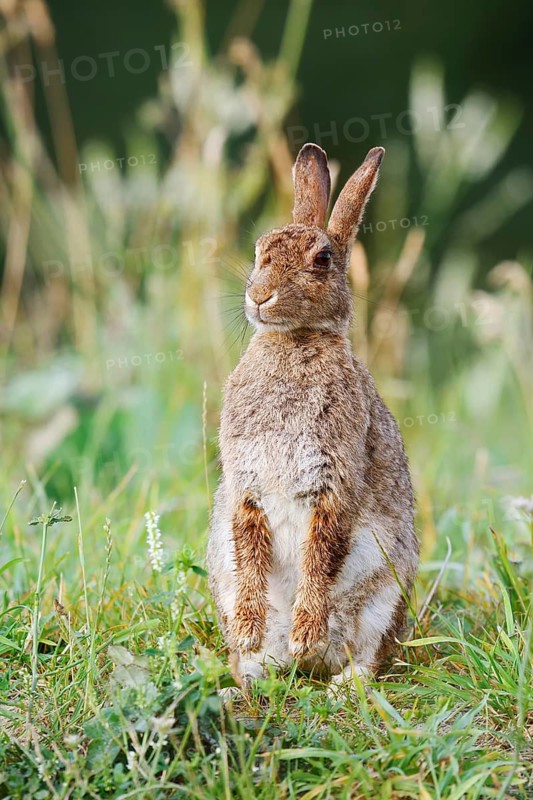 Wild rabbit (Oryctolagus cuniculus) sitting upright in a meadow, North Rhine-Westphalia, Germany