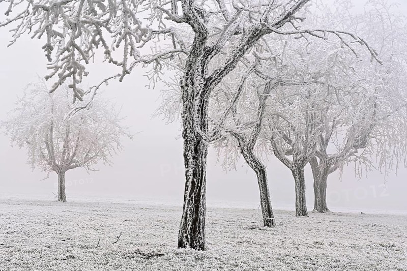 Row of trees with hoarfrost, Lindenberg, Freiamt, Canton of Aargau, Switzerland