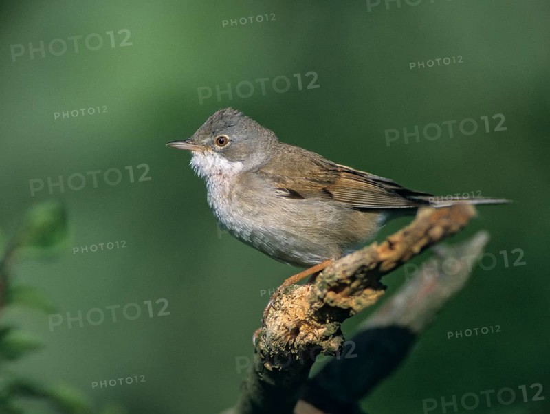 Warbler, Sylvia Communis, Whitethroat, Birds, Male, Male, Passeri, Songbirds, Birds