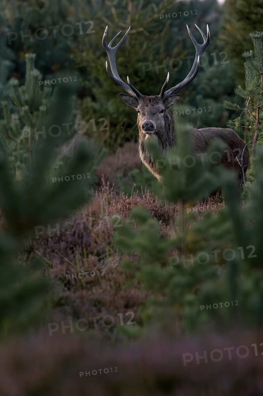 Red deer (Cervus elaphus) still undecided, standing between young pines and heather (Calluna vulgaris), heath landscape, blooming, heather blossom, Krondyr, rutting season, red deer rut, red deer rut, September, Denmark