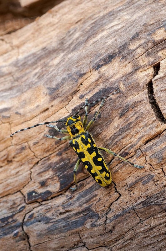 Ladder-marked Longhorn Beetle, Ladderbuck, Saperda Scalaris, Beetle, Longhorn Beetle, Coleoptera, High Size, Portrait, Insects, Beetles