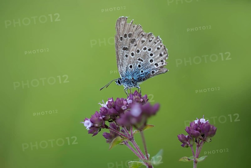 Ant blue, glaucopsyche arion, large blue, maculinea arion, phengaris arion, quendel ant blue, thyme ant blue, butterfly, insects, butterfly, butterflies, butterflies