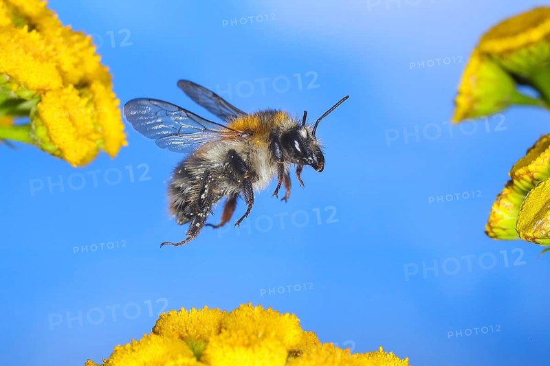 Field bumblebee (Bombus pascuorum), flying over tansy (Tanacetum vulgare) flowers, wildlife, high-speed nature photography, insects, bumblebees, Siegerland, North Rhine-Westphalia, Germany