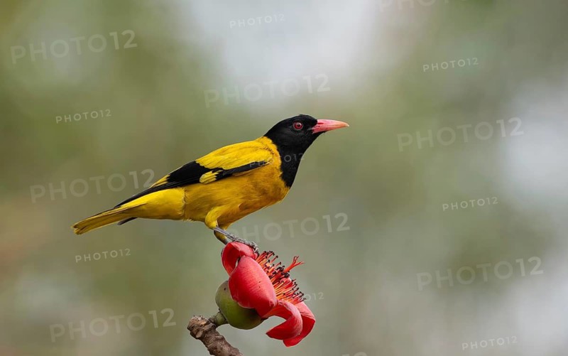 Black-hooded Oriole (Oriolus xanthornus) perched near a red flower, sreepur, Gazipur, bangladesh