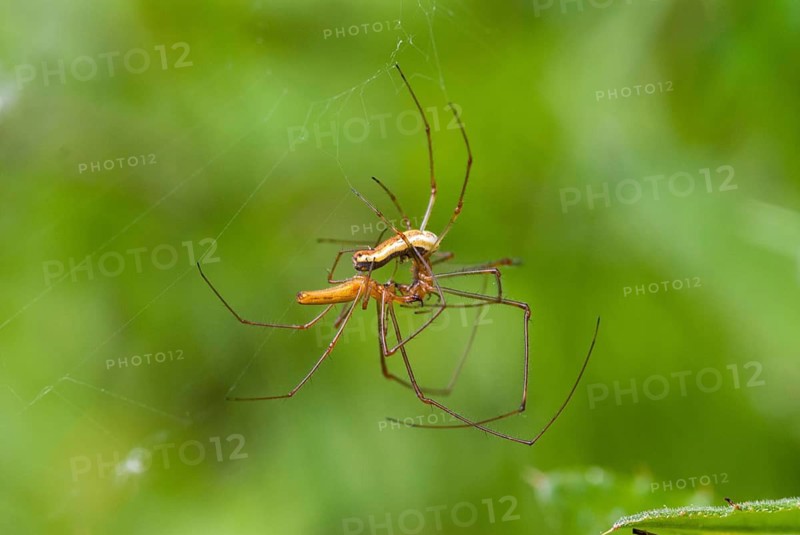 Arachnids, extensor spider, tetragnatha spec, arthropod, Bulgaria, couple, arthropods, copula, mating, mating, spiders, spiders