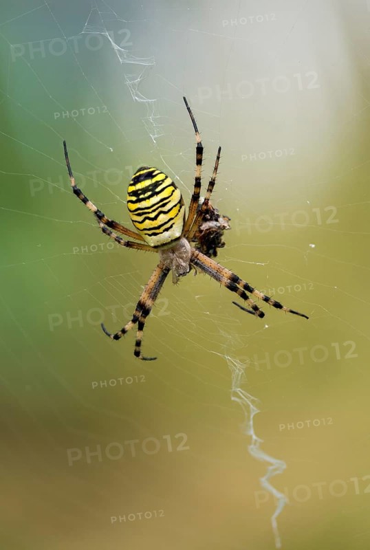 Argiope brünnichi, silk ribbon spider, arachnids, tiger spider, wasp spider, arthropod, high size, portrait format, spiders, wasp spider, zebra spider