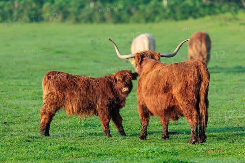 On a sunny morning, a Highland calf (Bos primigenius taurus) and his mother stand in a green pasture at the edge of the forest. Bavaria, Germany