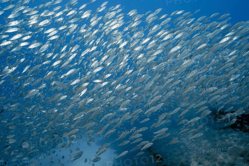 A dynamic school of European sardines (Sardina pilchardus) swims through the clear blue waters of the sea at the Faro Reef dive site, Arguineguín, Gran Canaria, Spain, Atlantic Ocean