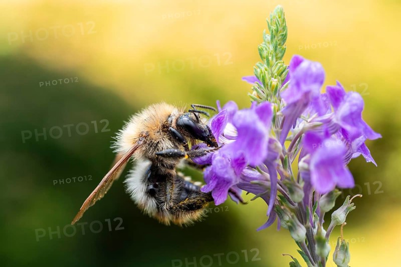Macro photograph: Hairy-Footed Flower Bee (Anthophora plumipes) on a purple flower of the toadflax, Bavaria, Germany