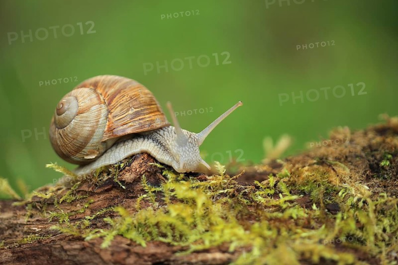 A snail moves calmly across moss-covered bark in natural light, a Roman snail (Helix pomatia) on moss, Baden-Württemberg, Germany