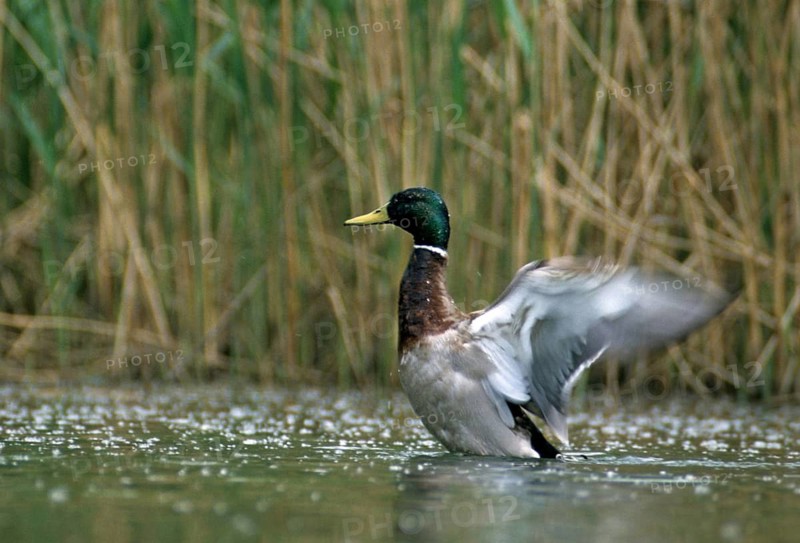 Anas platyrhynchos, mallard, mallard, anatidae, birds, breeding plumage, ducks, ducks, duck birds, leo, male, magnificent dress, birds, waterbirds, waterbirds