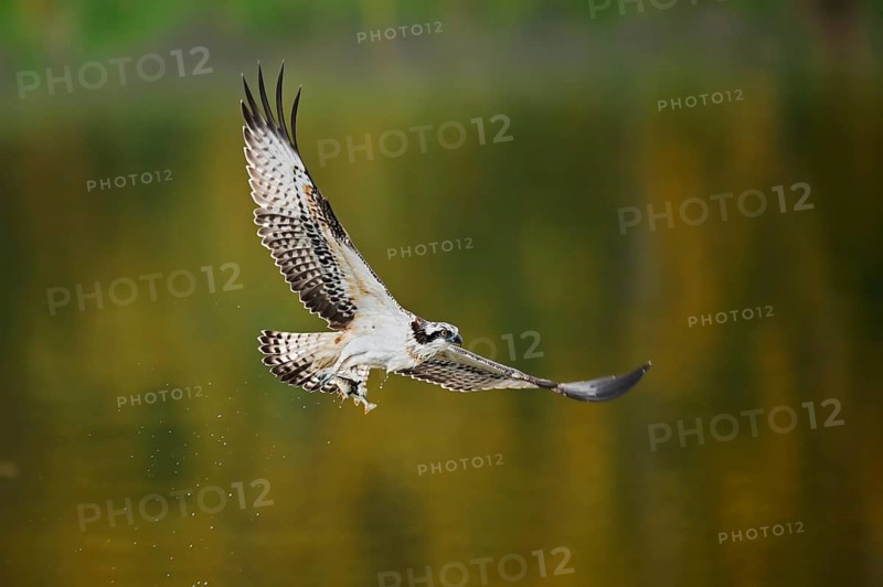 An osprey (Pandion haliaetus) flies over a lake with a fish caught in its talons, North Rhine-Westphalia, Germany