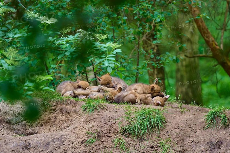 Wolf cubs sleeping together on a mound in the forest, wolf (Canis lupus), Germany