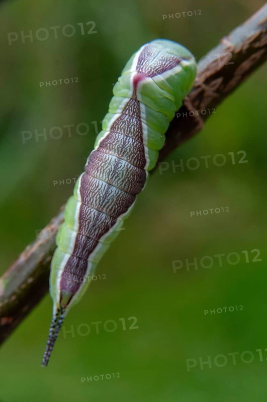 Cerura vinula, fork tail, large fork tail, notodontidae, puss moth, toothmoth, butterfly, camouflage, high size, portrait, inchworm, insects, moths, moths, moths, moth, caterpillar, butterfly, camouflage