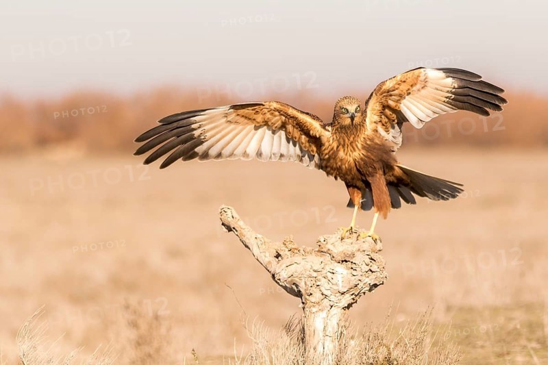 Western Marsh Harrier (Circus aeruginosus) male approaching a stump, Castile-La Mancha, Spain