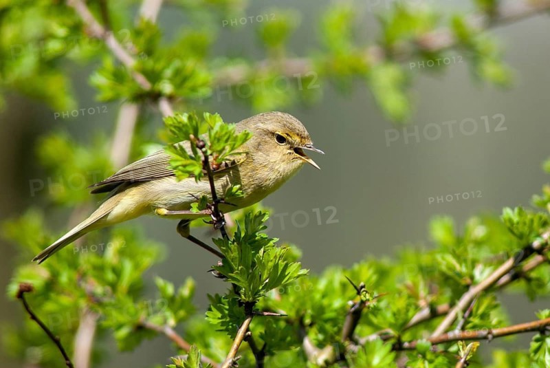 Chiffchaff, phylloscopus collybita, zilpzalp, birds, song, passeri, singing, songbirds, birds