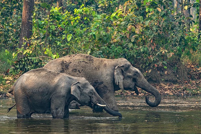 Elephants at a watering hole, Asian elephant, Elephas maximus, Bardia National Park, jungle, jungle, Nepal