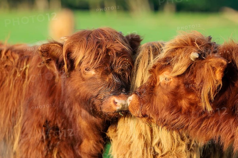 Friends. Early one sunny morning, two Highland calves (Bos primigenius taurus) stand head to head in a green pasture at the edge of the forest. Bavaria, Germany