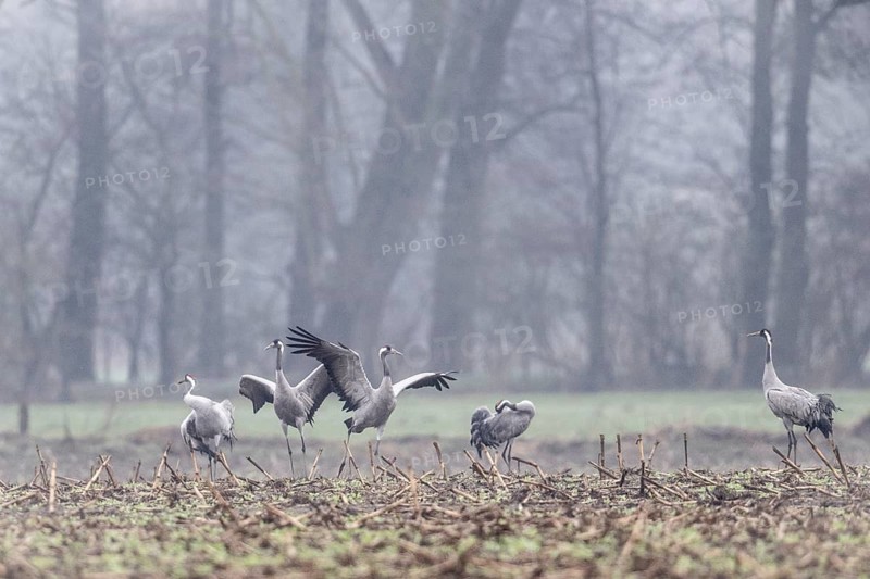 Cranes (Grus grus), Fischerhuder Wümmeniederung, Lower Saxony, Germany