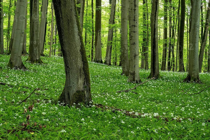 An idyllic forest of European beech trees (Fagus sylvatica) with green foliage in spring, surrounded by white-flowering wild garlic (Allium ursinum), Hainich National Park, Thuringia, Germany